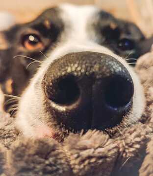 Nose work